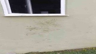 Bir günde 20 eve giren ayı yayla sakinlerini canından bezdirdi