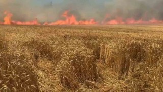 Bir sigara keyfi buğday tarlasını kül etti