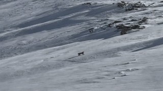 Bitliste nesli tehlike altında olan vaşak görüntülendi
