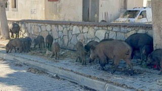 Bodrum'da gündüz vakti domuz sürüsü mahalleye indi