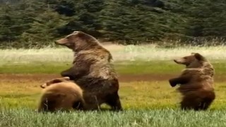 Boluda anne ayı ve yavruları kameraya yansıdı