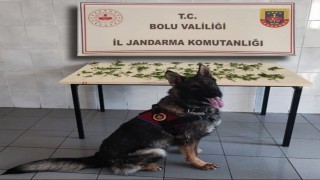 Boluda jandarmadan peş peşe uyuşturucu ve kaçakçılık operasyonları: 3 tutuklama