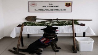 Boluda kenevir bahçesi oluşturan şüpheli tutuklandı