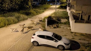 Boluda köpek sürüsü tedirginliği