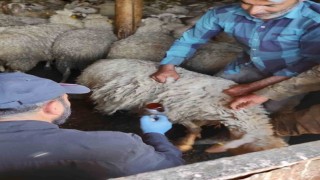 Bolvadinde küçükbaş hayvanlara yönelik aşılama ve küpeleme çalışması