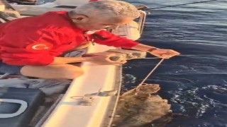 Böyle vicdansızlık görülmedi: Deniz kaplumbağasının ayağına kaldırım taşı bağlamışlar
