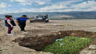Bozdoğanda hastalıklı ilekler imha edildi