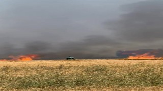 Buğday tarlaları alevlere teslim oldu