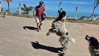 Bunlar da dronsavar köpekler