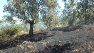 Burhaniye de çıkan arazi yangınında çok sayıda zeytin ağacı zarar gördü