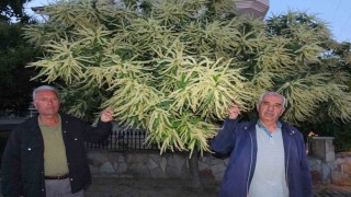 Burhaniyede kestane ağaçları çiçek açtı