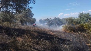 Burhaniyede zeytinlik yangınına havadan ve karadan müdahale ediliyor
