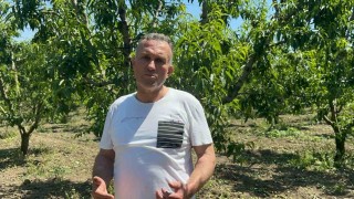 Bursa Ovasında dallarda üzüm salkımı gibi nektarin olunca tekleme uzun sürdü