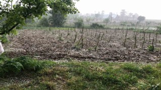 Bursada dolu… Keleste tarım arazilerini dolu vurdu