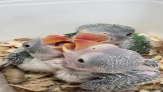 Bursada yasa dışı ticarete konu edilen 3 İskender papağanı yavrusu kurtarıldı