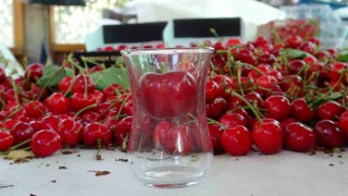 Çanakkalede çay bardağına sığmayan Lapseki kirazında hasat başladı