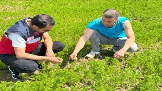 Çavdarhisarda çörek otu üretim alanlarında kontrol