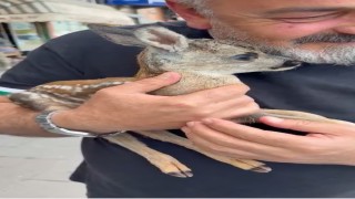 Çay bahçesinde bulunan yavru karaca doğraya bırakıldı
