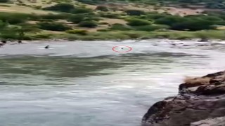 Çayda kaybolmuştu, akıntıya kapıldığı anlar kameraya yansıdı