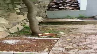 Ceviz bulamayınca kabı protesto etti: Sincap ile vatandaşın diyaloğu gülümsetti
