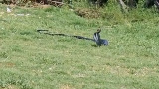 Cizrede yılanların dansı kameraya yansıdı