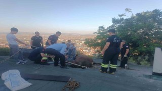Çöken çatıda mahsur kalan ineği itfaiye kurtardı