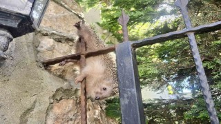 Demir korkuluklara takılan kirpi, tedavi altında