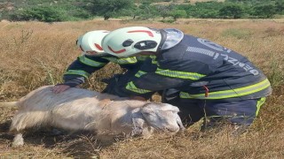 Denizlide kuyuya düşen koyunları itfaiye kurtardı