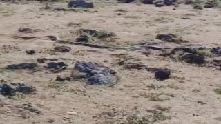 Diyarbakırda yaklaşık 3 metre uzunluğunda yılan görüntülendi