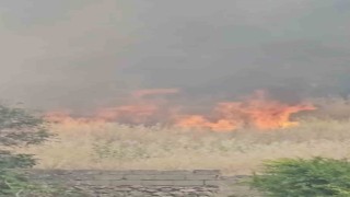 Diyarbakırda yerleşim alanında çıkan yangın paniğe neden oldu