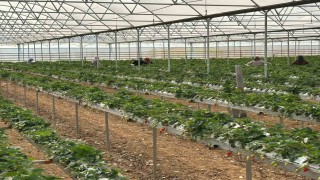 DOĞAKAnın desteklediği projede çilekler hasat edilmeye başlandı