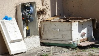 Doğal gaz kutusuna yuva yapan arılar tedirgin etti