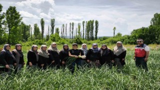 Domaniç Sarımsağı coğrafi işaret yolunda