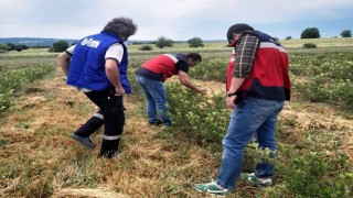Domaniçte aronya üretimine yönelik teknik çalışmalar sürüyor