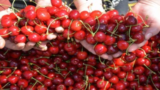 Dünyaca ünlü Demirci kirazında hasat başladı