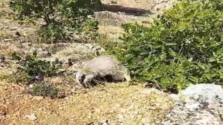 Dünyanın en korkusuz hayvanı bal porsuğunu tek darbeyle bayılttı