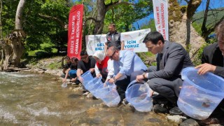 Düzcede 7 bin 500 kırmızı benekli alabalık yavrusu sularla buluştu