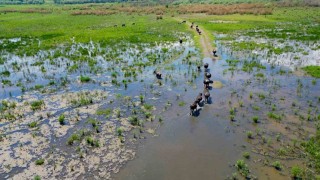 Eber Gölünde oluşan manzara Serengeti Parkını aratmadı