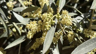 El Ninoya karşı uzmanından zeytin üreticilerine kritik uyarılar