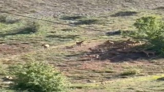 Elazığda koruma altındaki dağ keçileri sürü halinde görüntülendi