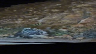 Elazığda oklu kirpi görüntülendi