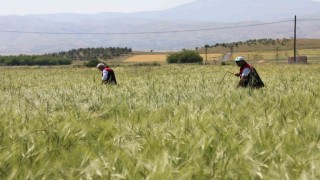 Elazığda süne sürveyi ve CBS çalışmaları sahada değerlendirildi