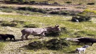 Elazığda sürüden ayrılan eşeği dronun sesi geri getirdi