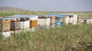 Endemik çiçekleri ile dikkat çeken Alem Dağı, Ordulu ailenin üç kuşaktır vazgeçilmez rotası oldu