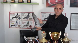 Ermenistan sınırından bırakılan güvercin bin kilometre yolu bir günde katederek evine döndü