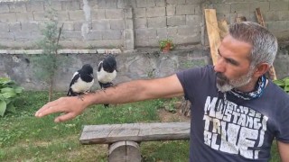 Erzincanda ağaçtan düşen yavru kuşları sahiplenerek doğaya kazandırıyor
