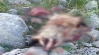 Erzincanda köpeklerin saldırısına uğrayan porsuk telef oldu