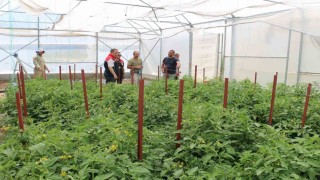 Erzincan'da seracılık yatırımları üretimi artırıyor