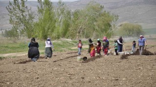 Erzincanda tarımın görünmeyen kahramanları: Mevsimlik işçiler