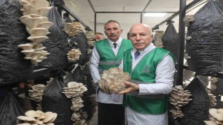 Erzurum Büyükşehir Belediyesi istiridye mantarı üretimine öncülük yaptı